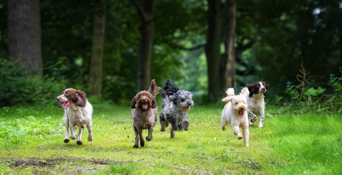 🐾Hidden Hazards in Your Lawn: Why Dog Waste is More Than Just a Nuisance