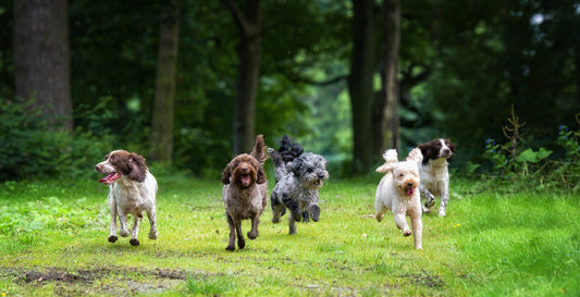 🐾Hidden Hazards in Your Lawn: Why Dog Waste is More Than Just a Nuisance