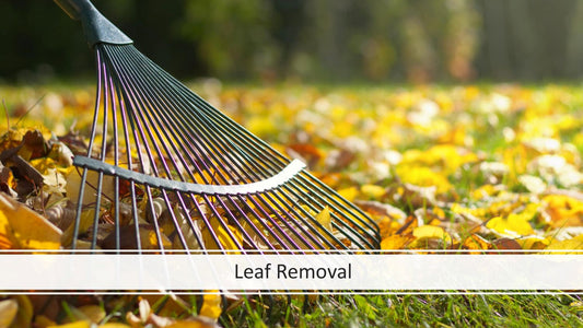 Leaf Clean-Up