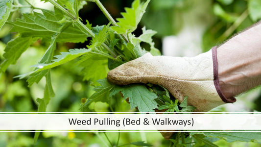 Weed Pulling (Beds & Walkways)