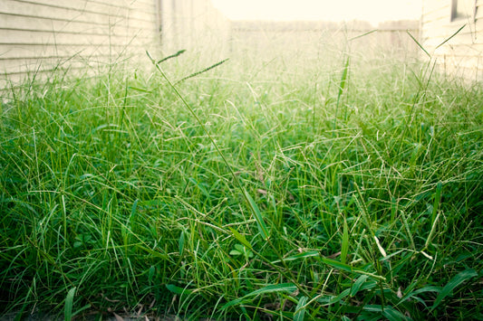 Initial Yard Cleanup